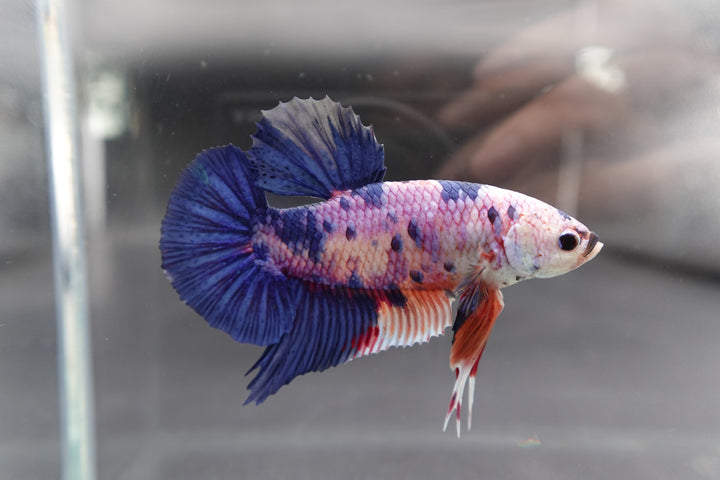 Rare Giant Multicolors Betta Fish