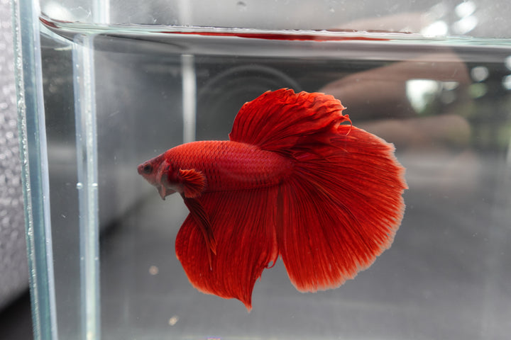 Rare Giant Halfmoon Super Red Betta Fish