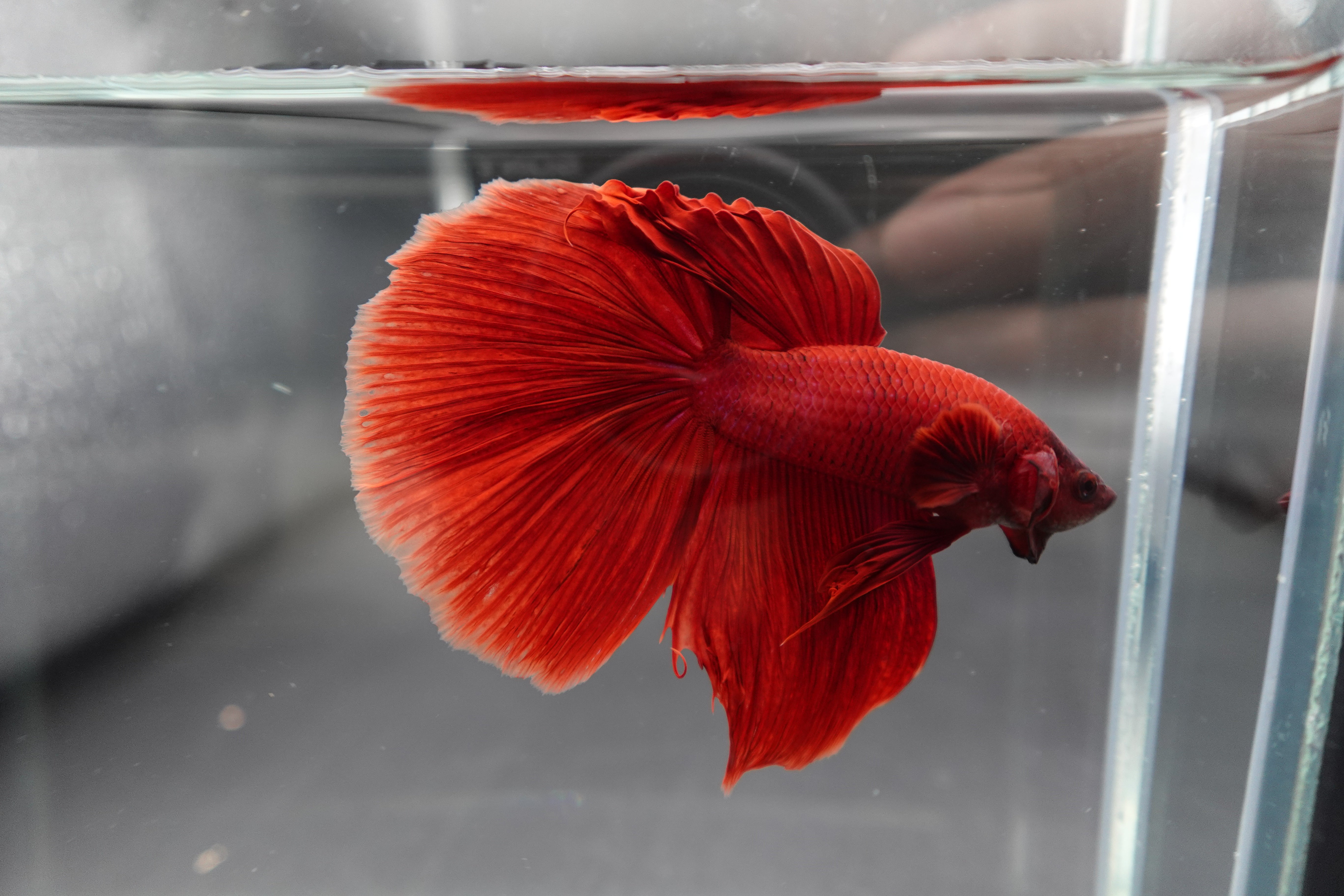 Red Pattern Betta Fish Rare Giant Halfmoon Super Red Betta Fish