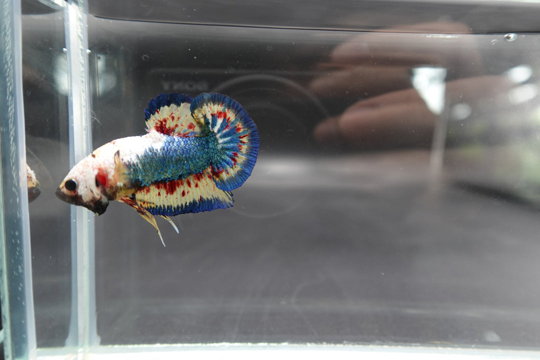 Competition grade - Vanda White Head Betta Fish