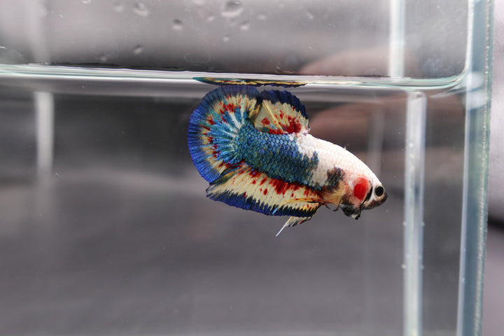 Competition grade - Vanda White Head Betta Fish