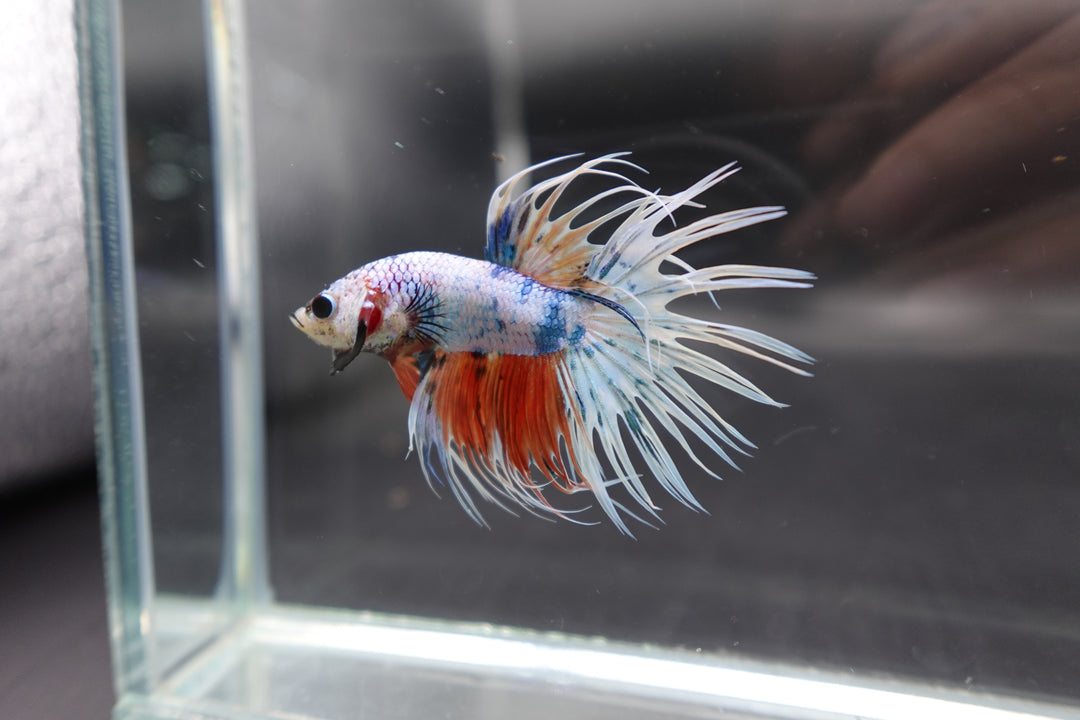 Rare Koi Crowntail Betta Fish