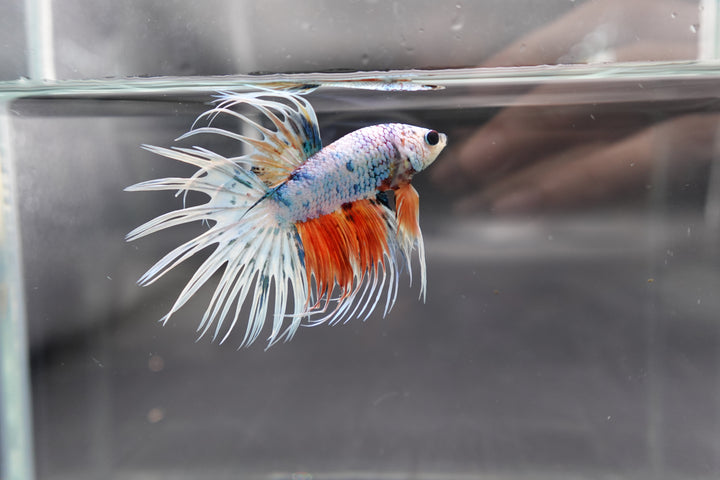 Rare Koi Crowntail Betta Fish