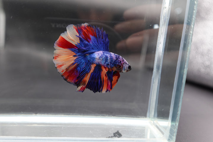 Rare Halfmoon Multicolors Betta Fish