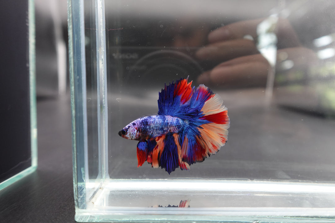 Rare Halfmoon Multicolors Betta Fish