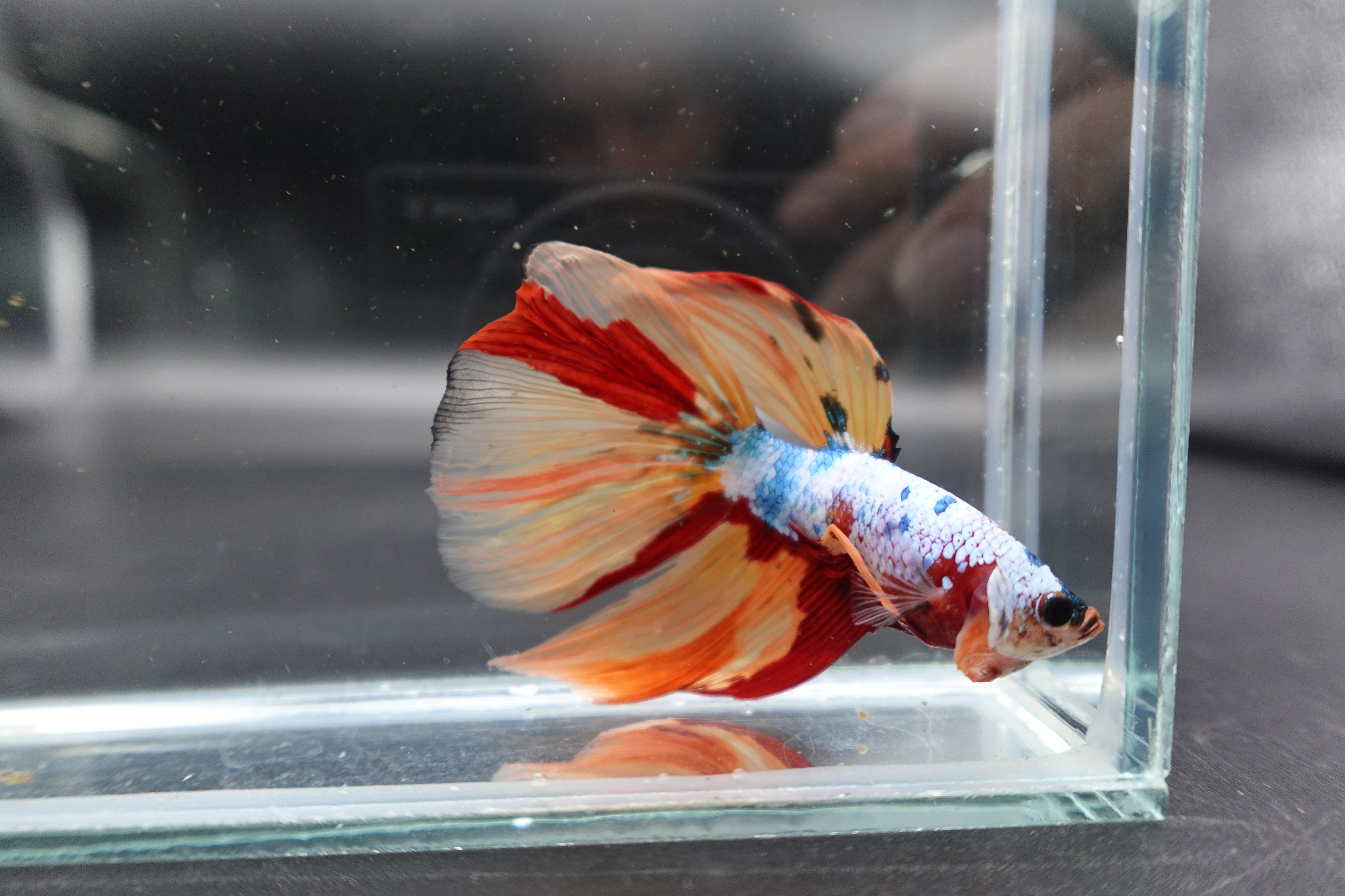 Rare Giant Halfmoon Multicolors Betta Fish