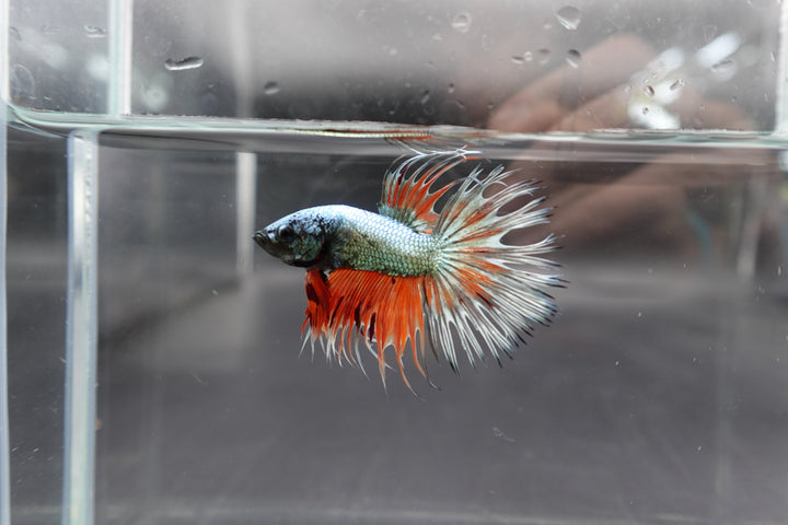 Rare Multicolors Crowntail Betta Fish