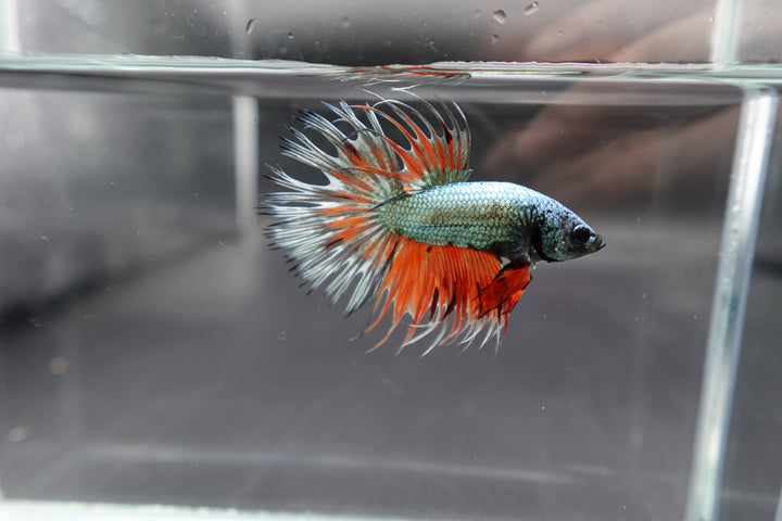 Rare Multicolors Crowntail Betta Fish