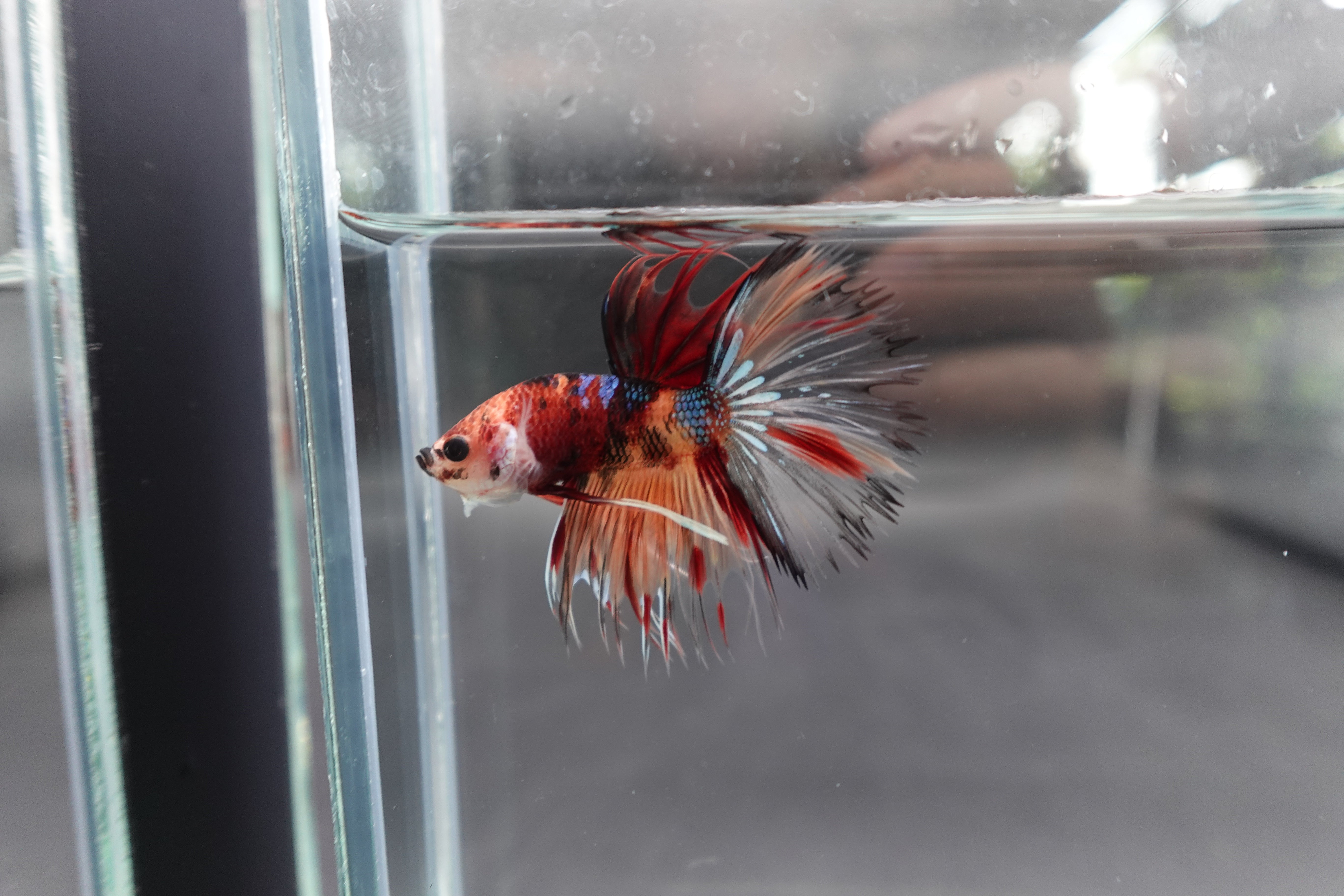 Rare Multicolors Crowntail Betta Fish