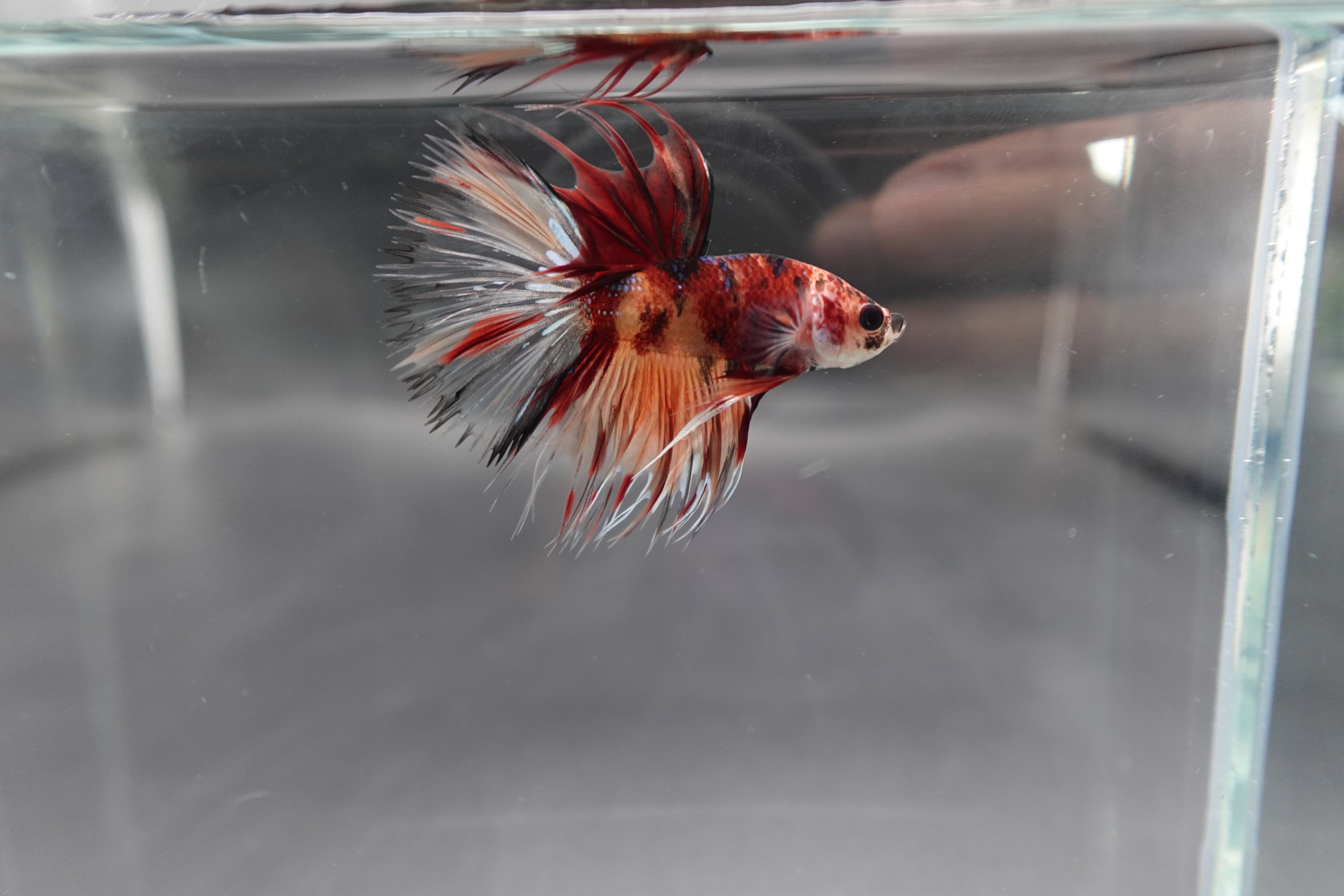 Rare Multicolors Crowntail Betta Fish