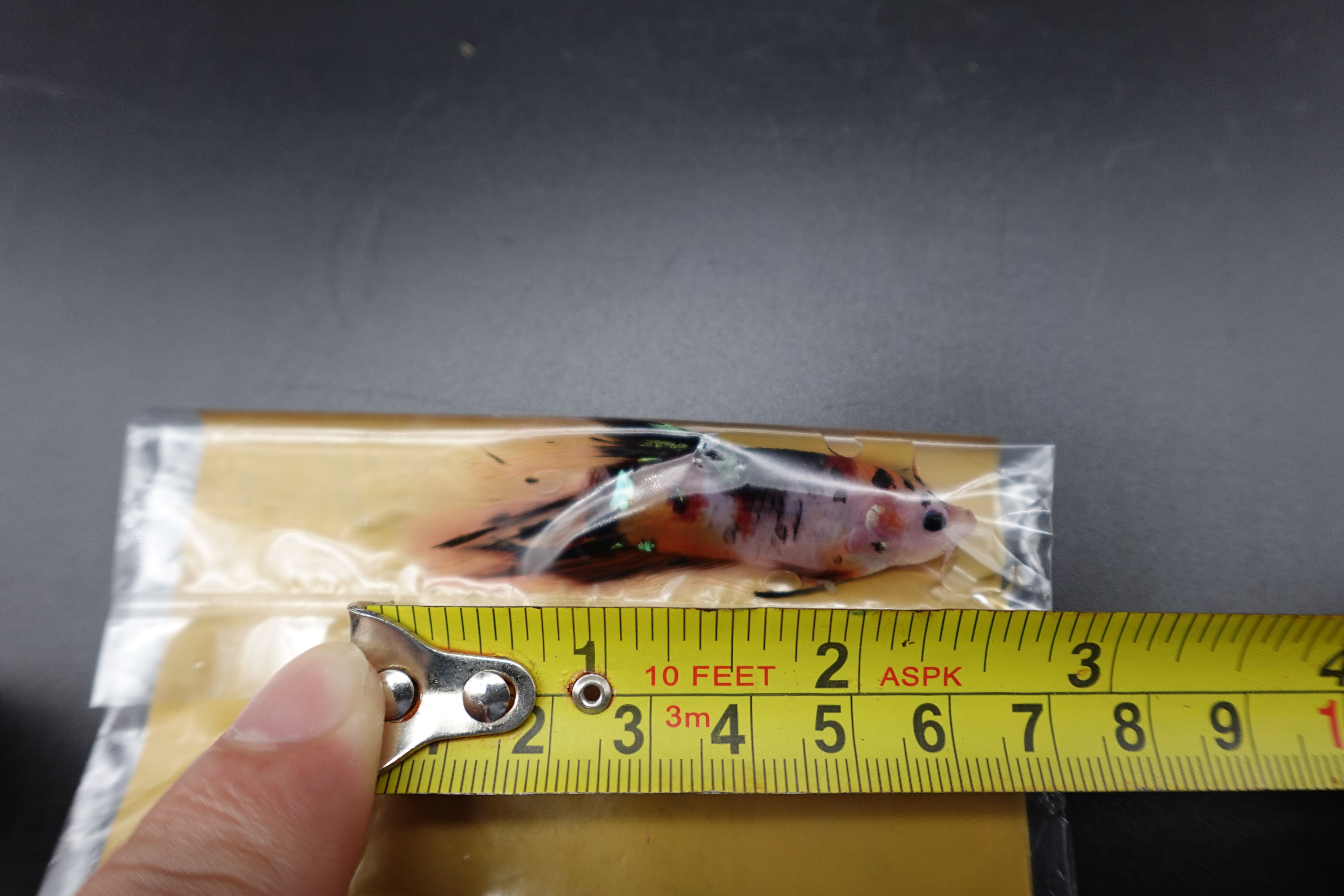 Rare Giant Halfmoon Koi Multicolors Betta Fish