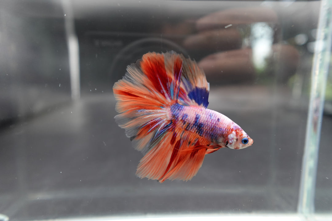 Rare Halfmoon Multicolors Betta Fis