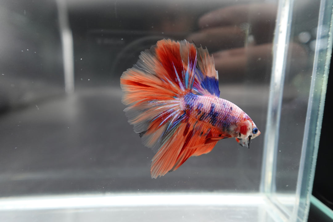 Rare Halfmoon Multicolors Betta Fis