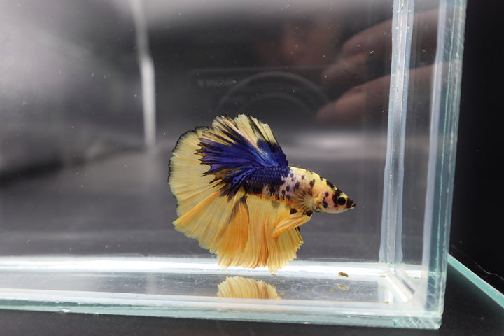 Rare Halfmoon Yellow Tiger Betta Fish