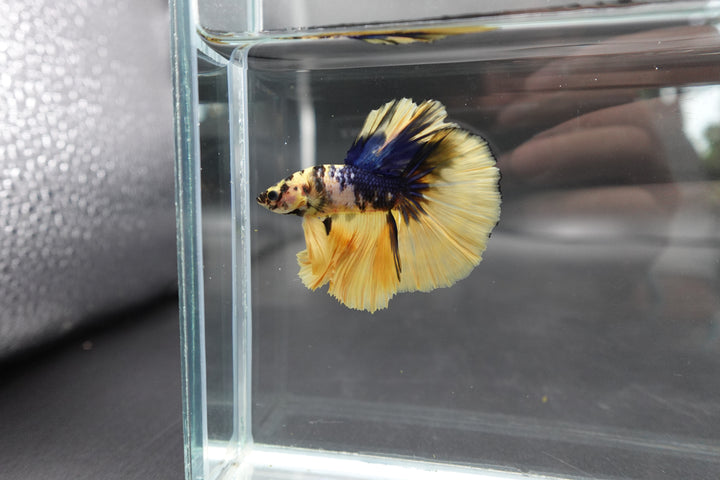 Rare Halfmoon Yellow Tiger Betta Fish