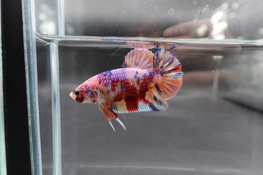 Rare Giant Multicolors Betta Fish