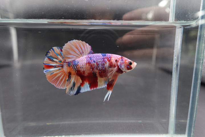 Rare Giant Multicolors Betta Fish