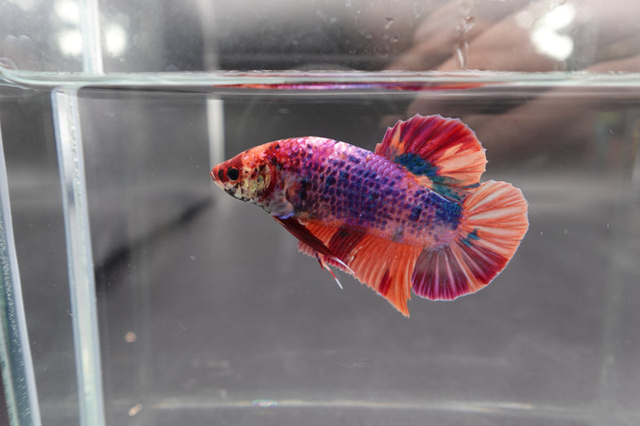 Rare Giant Multicolors Betta Fish