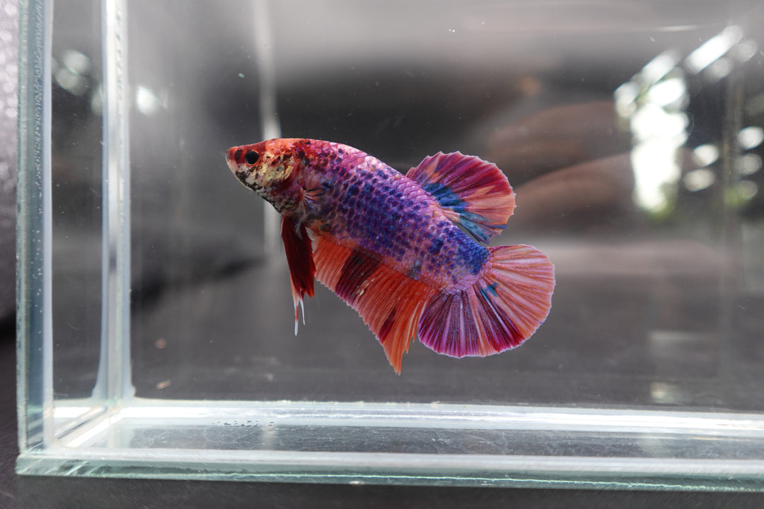 Rare Giant Multicolors Betta Fish