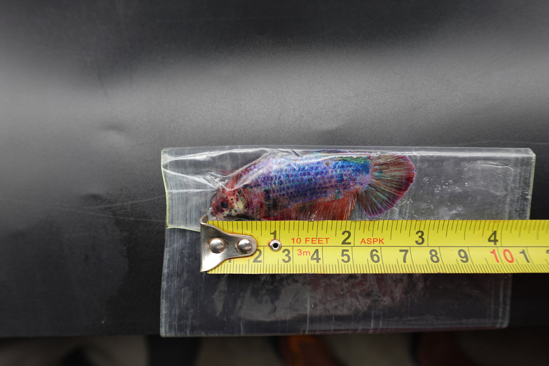 Rare Giant Multicolors Betta Fish