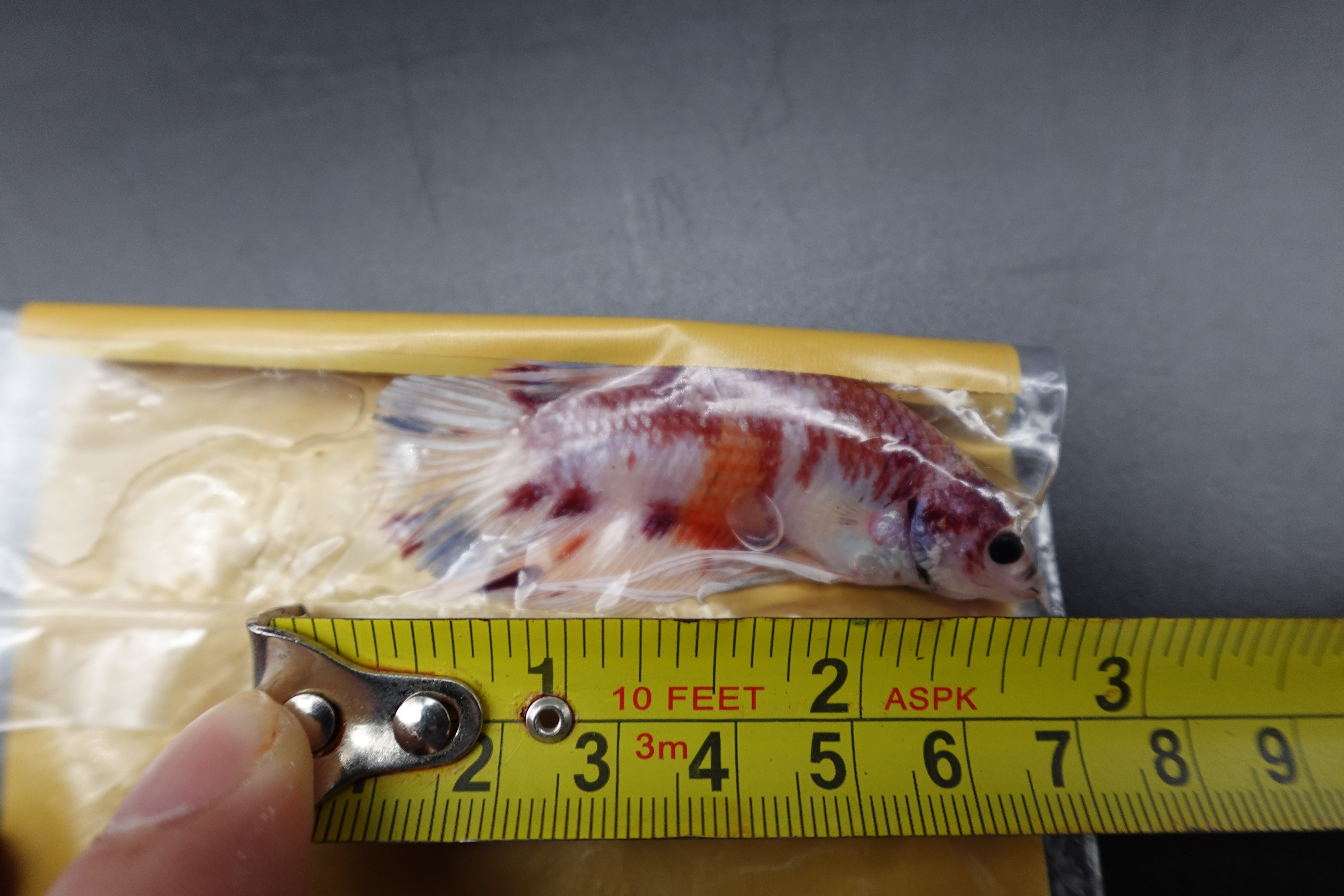 Rare Giant Koi Red And White Betta Fish