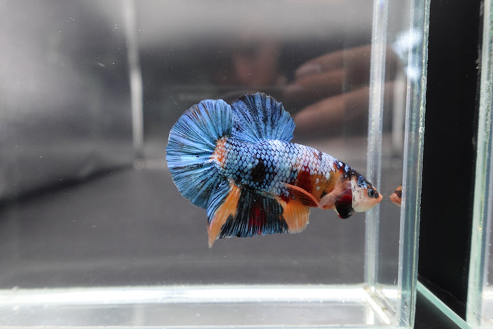 Rare Giant Multicolors Betta Fish