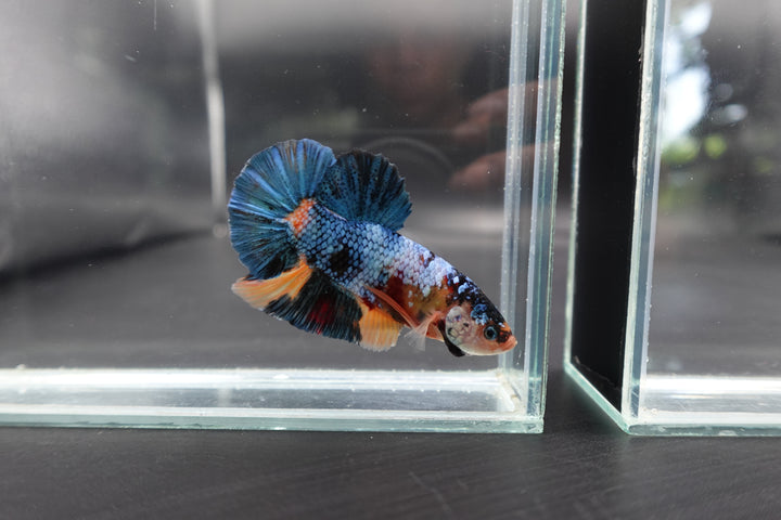 Rare Giant Multicolors Betta Fish