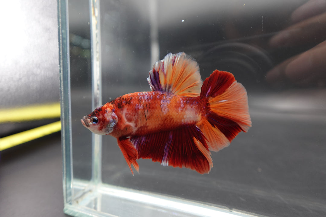 Rare Giant Nemo Betta Fish