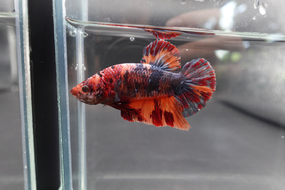 Competition Grade - Giant Multicolors Betta Fish