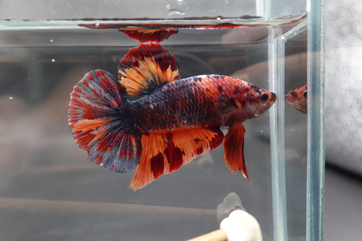 Competition Grade - Giant Multicolors Betta Fish