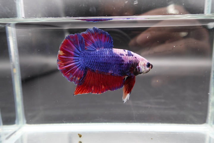 Rare Giant Multicolors Betta Fish