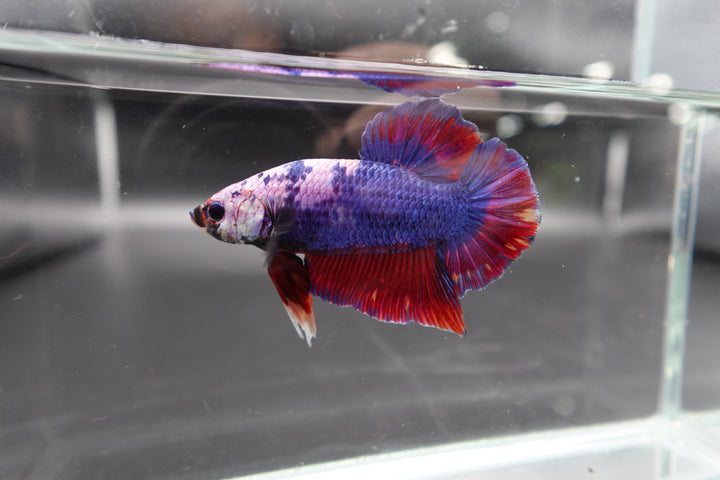 Rare Giant Multicolors Betta Fish