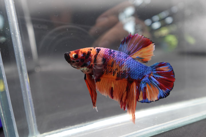 Rare Giant Multicolors Betta Fish