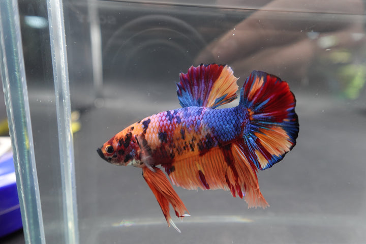 Rare Giant Multicolors Betta Fish