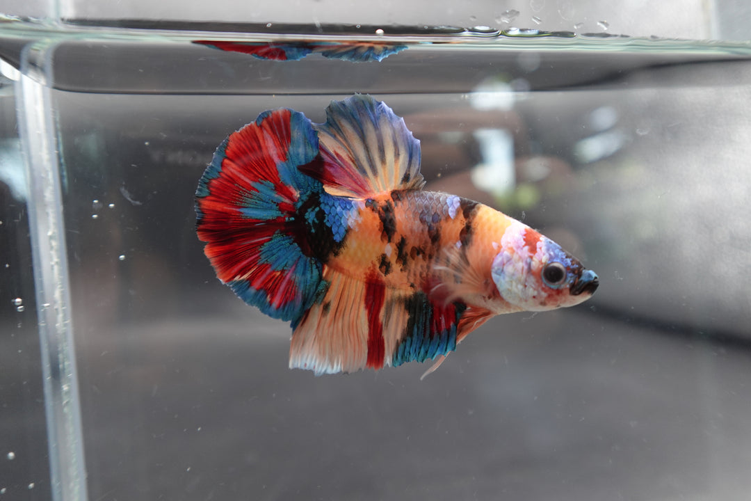 Competition Grade - Giant Multicolors Betta Fish