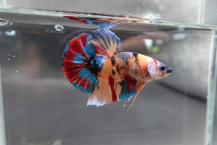 Competition Grade - Giant Multicolors Betta Fish