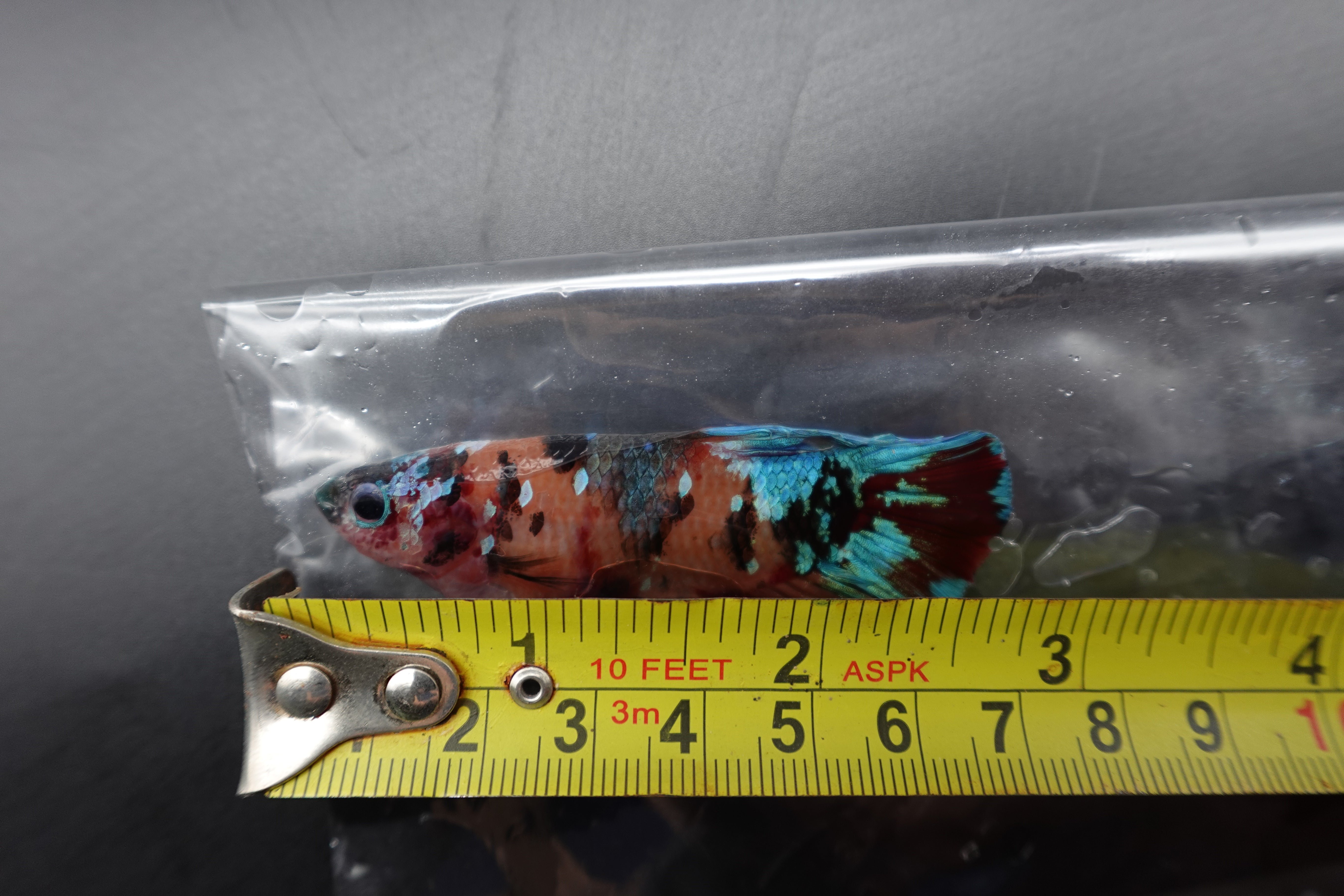 Competition Grade - Giant Multicolors Betta Fish