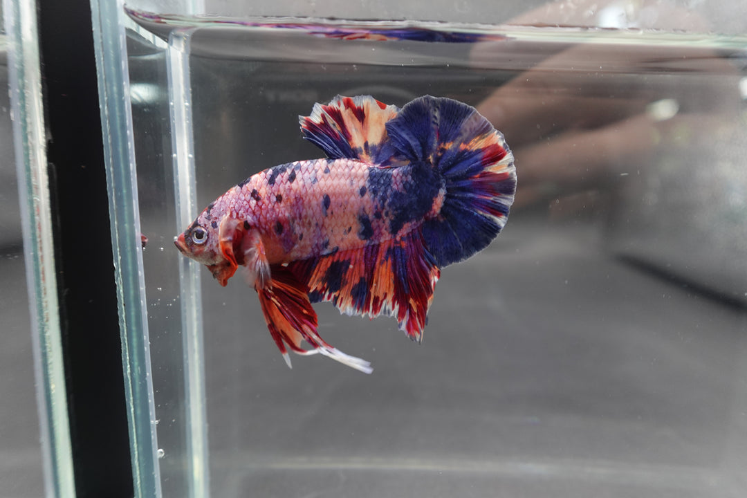 Rare Giant Multicolors Betta Fish