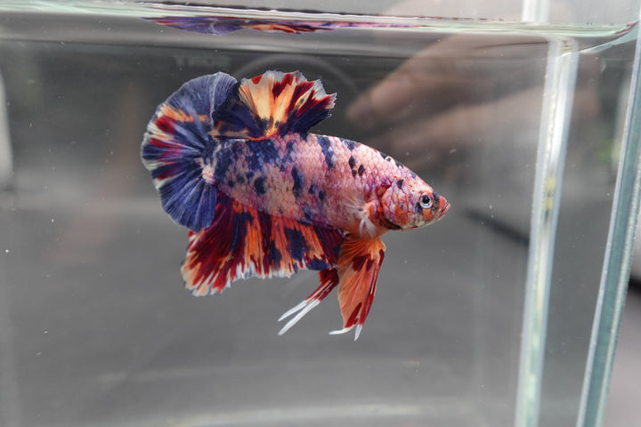 Rare Giant Multicolors Betta Fish