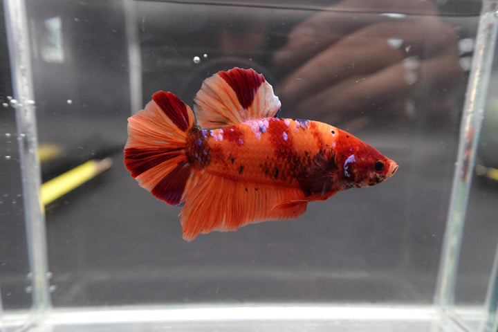 Rare Giant Nemo Betta Fish