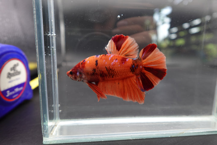 Rare Giant Nemo Betta Fish