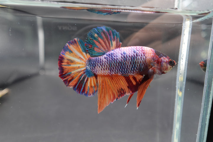 Rare Giant Multicolors Betta Fish