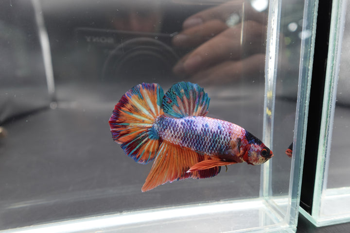 Rare Giant Multicolors Betta Fish