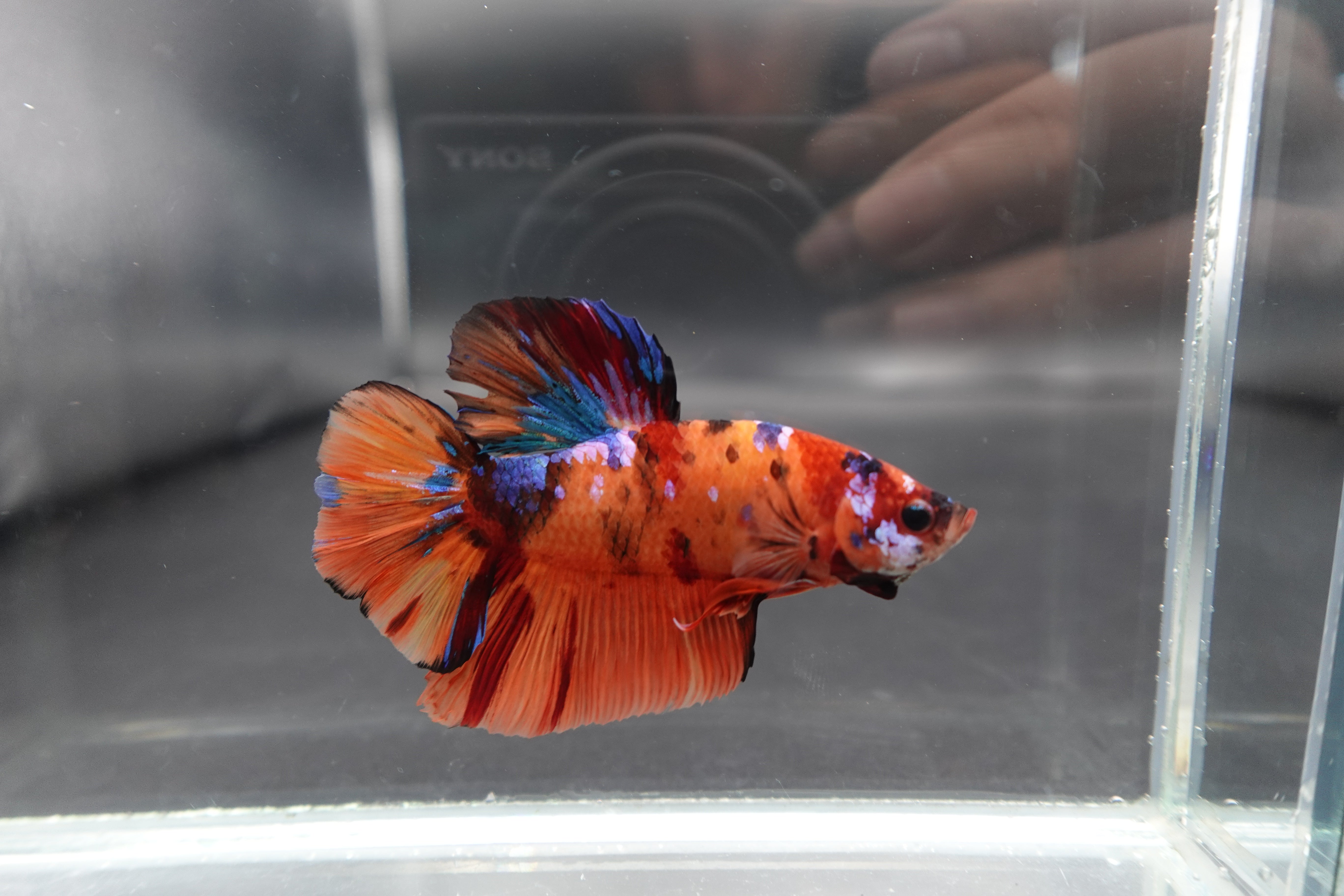 Rare Giant Multicolors Betta Fish