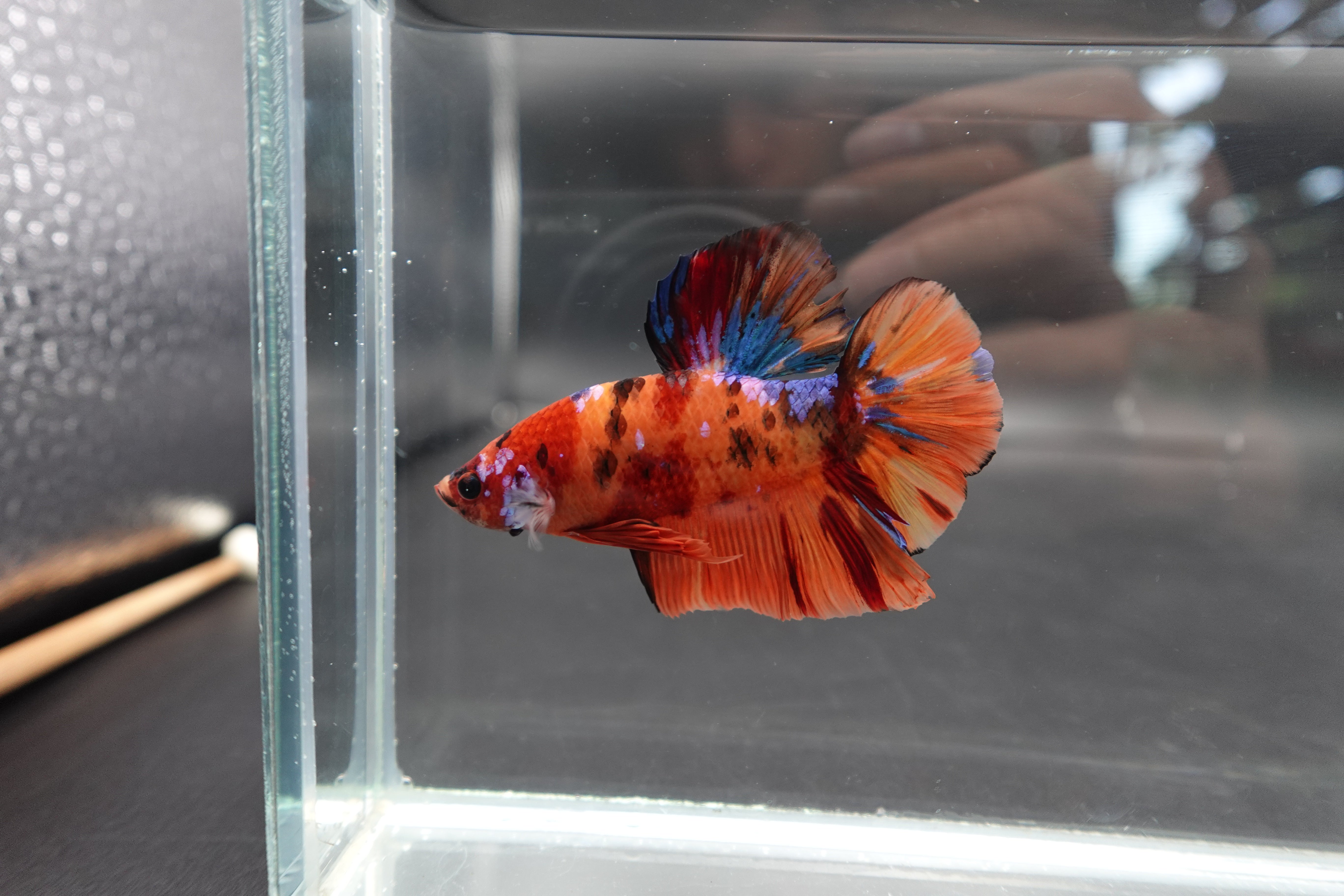 Rare Giant Multicolors Betta Fish