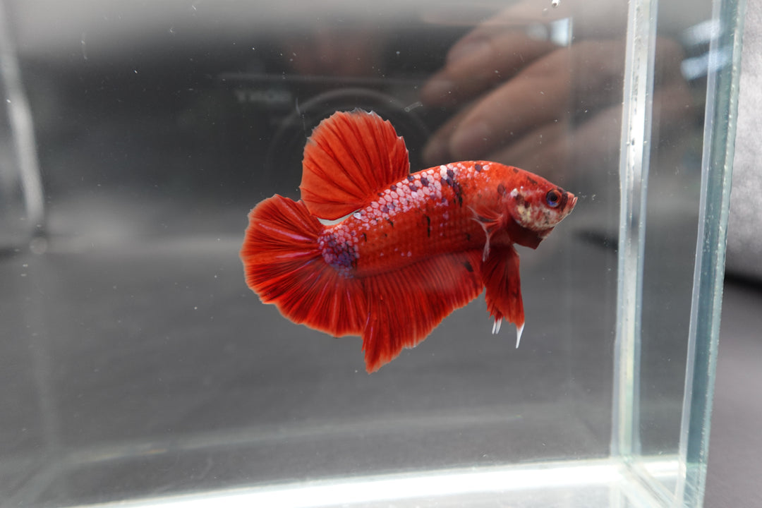 Rare Giant Bloody Red Betta Fish 