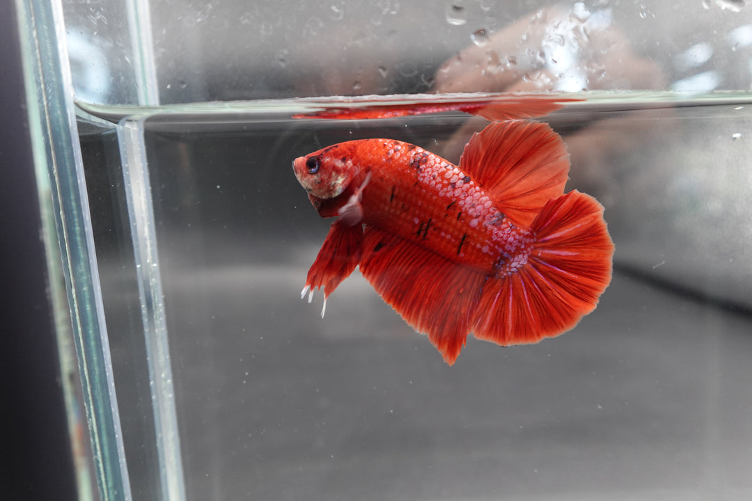 Rare Giant Bloody Red Betta Fish 