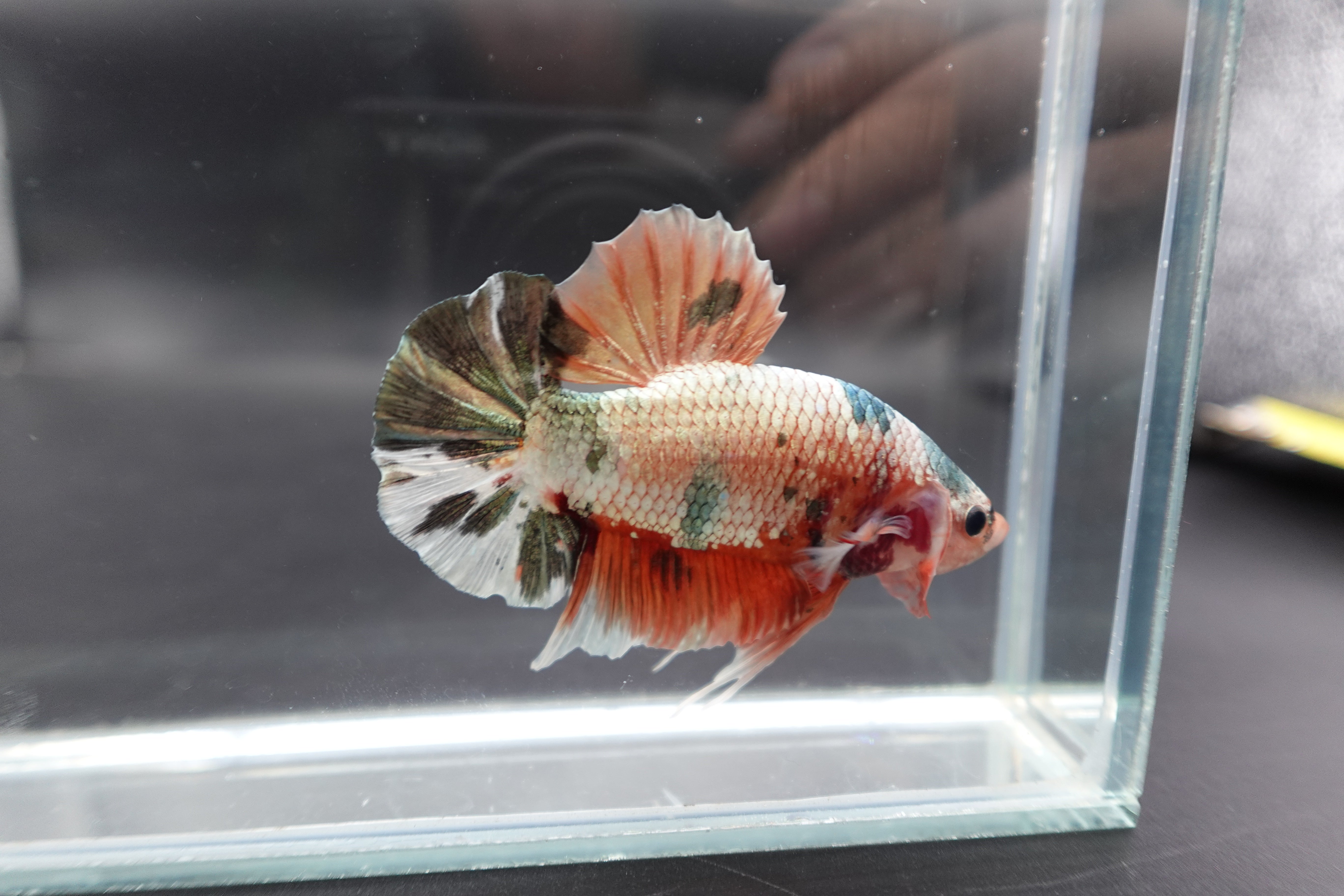 Rare Giant Nemo Copper Betta Fish