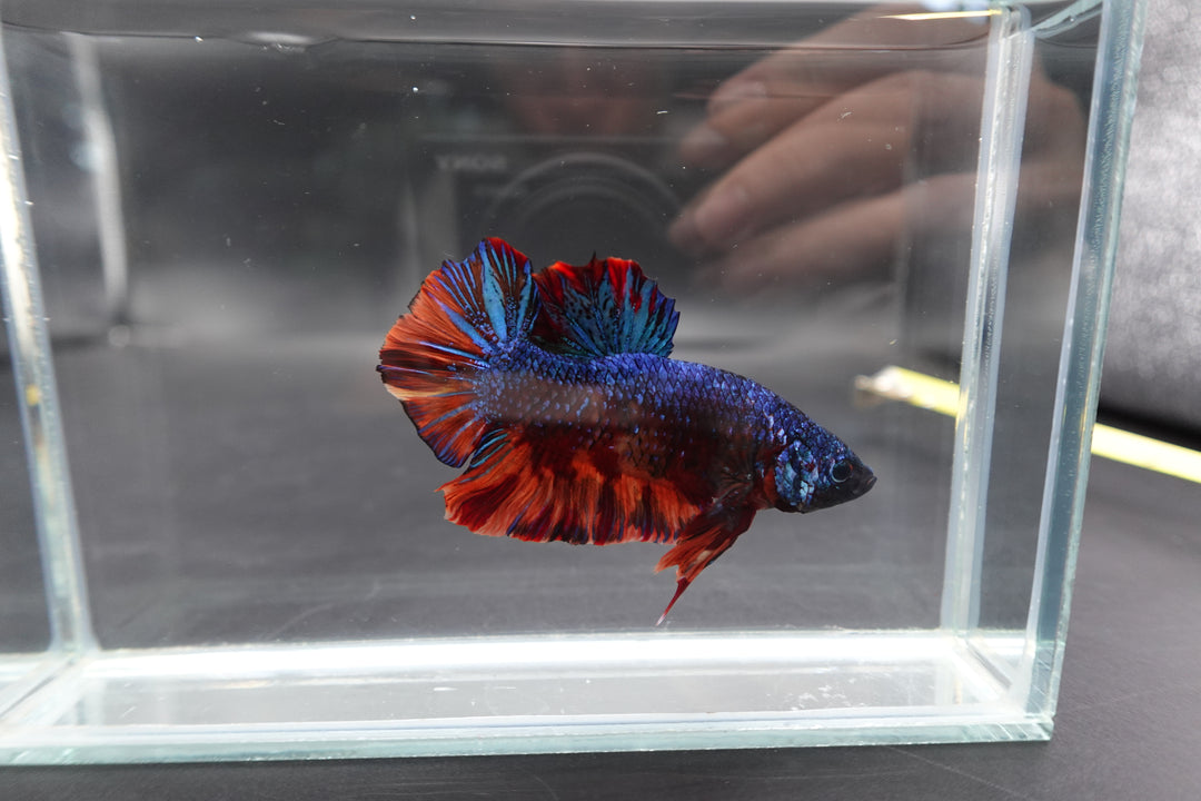 Rare Giant Galaxy Fire Betta Fish