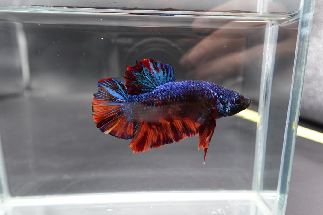 Rare Giant Galaxy Fire Betta Fish